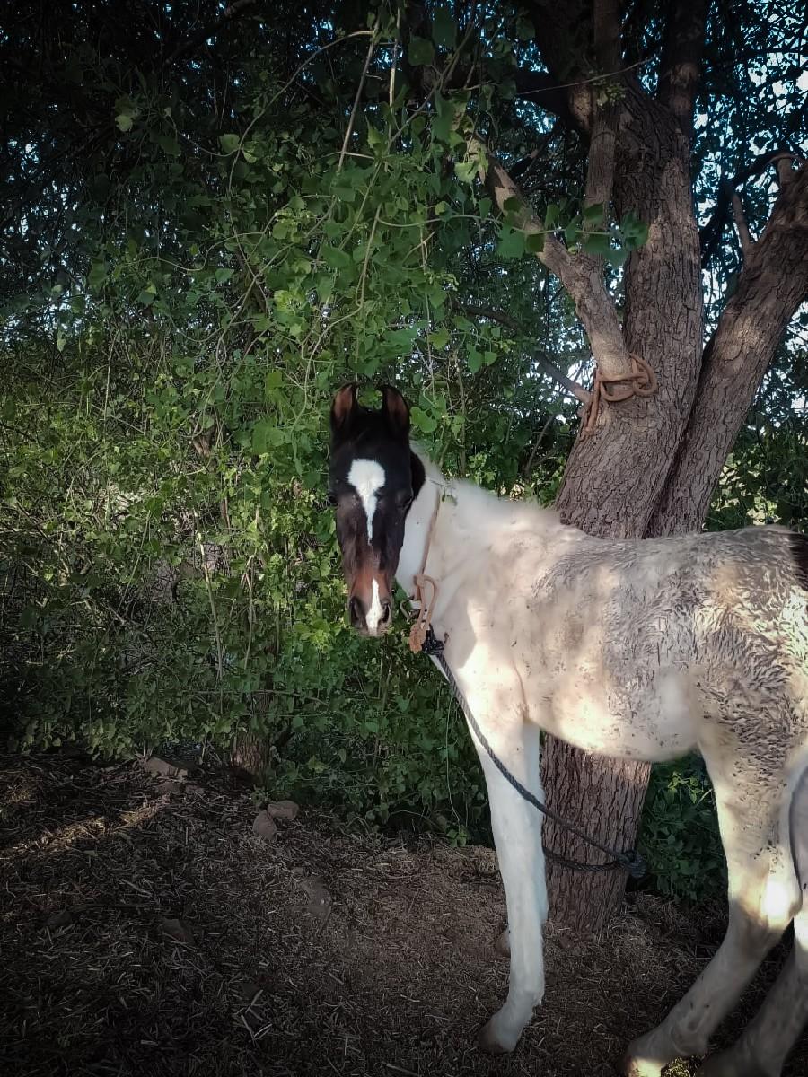 થંબનેલ 2