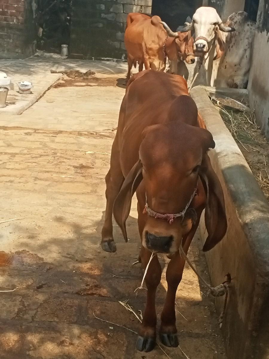 થંબનેલ 2