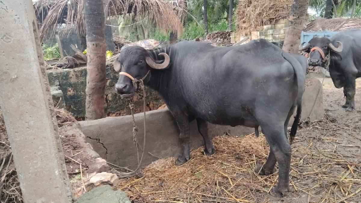 થંબનેલ 2