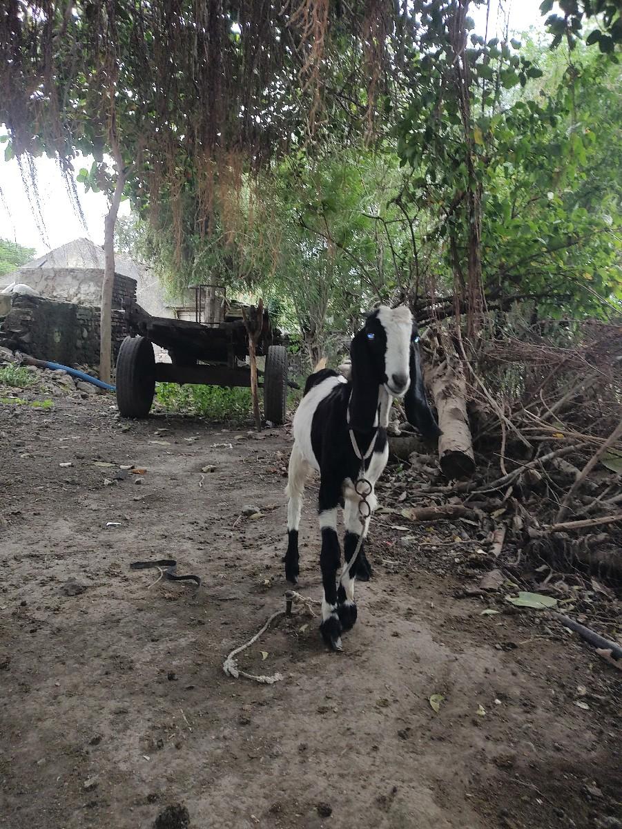 Jawani Ke Sath bakriyon se