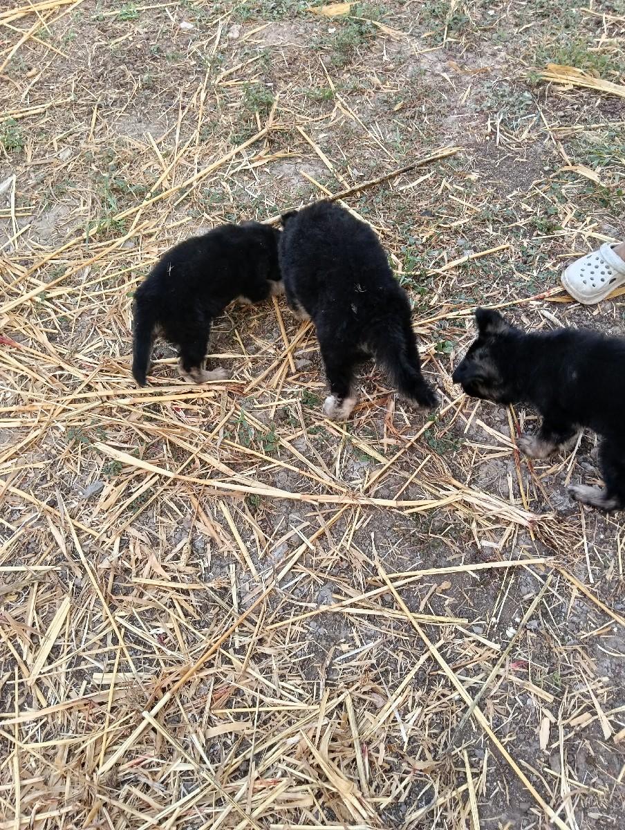 galudiya veshva na se