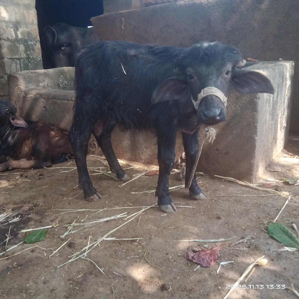 પાડો વેંચવાનો છે