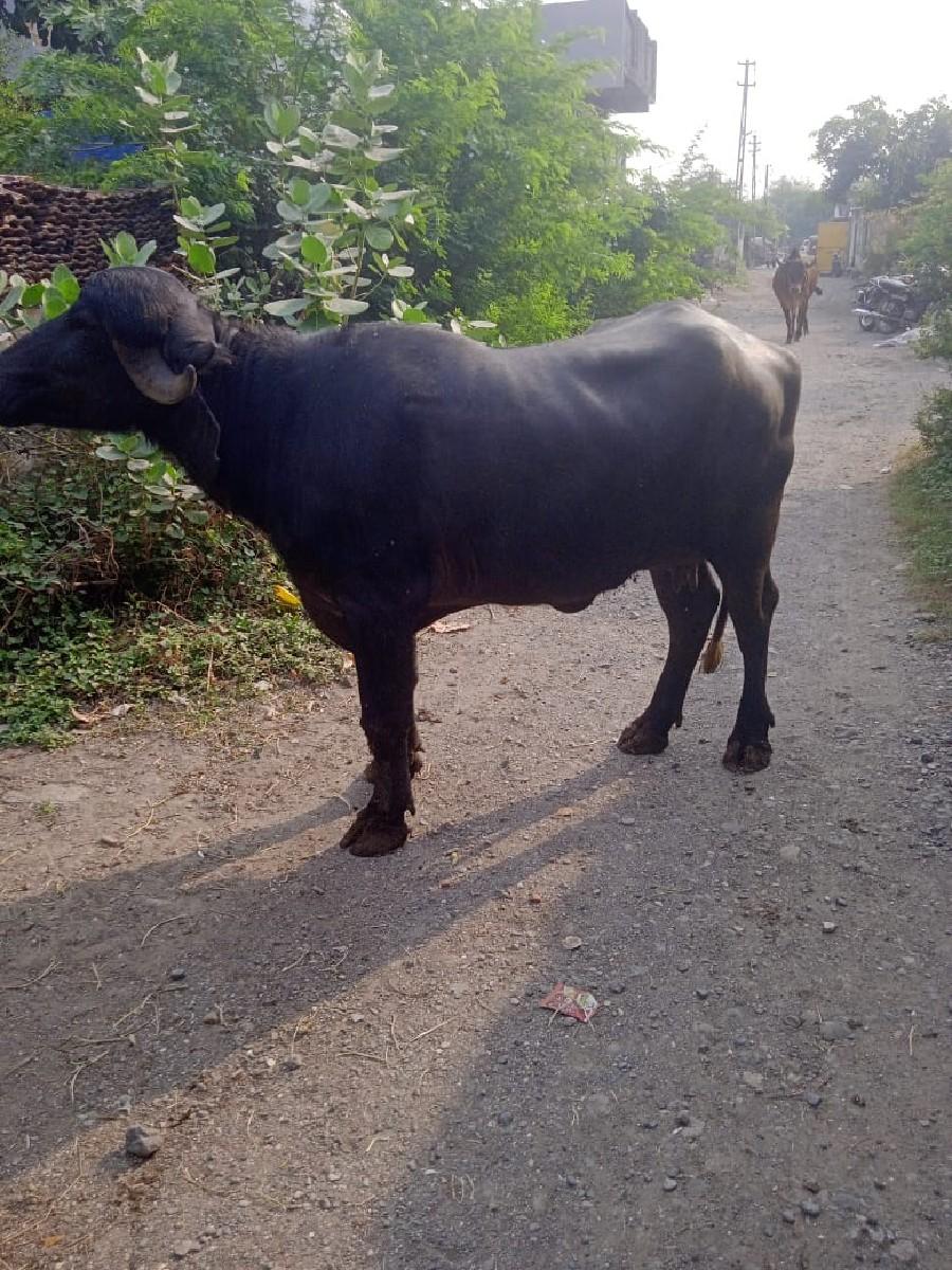 થંબનેલ 3