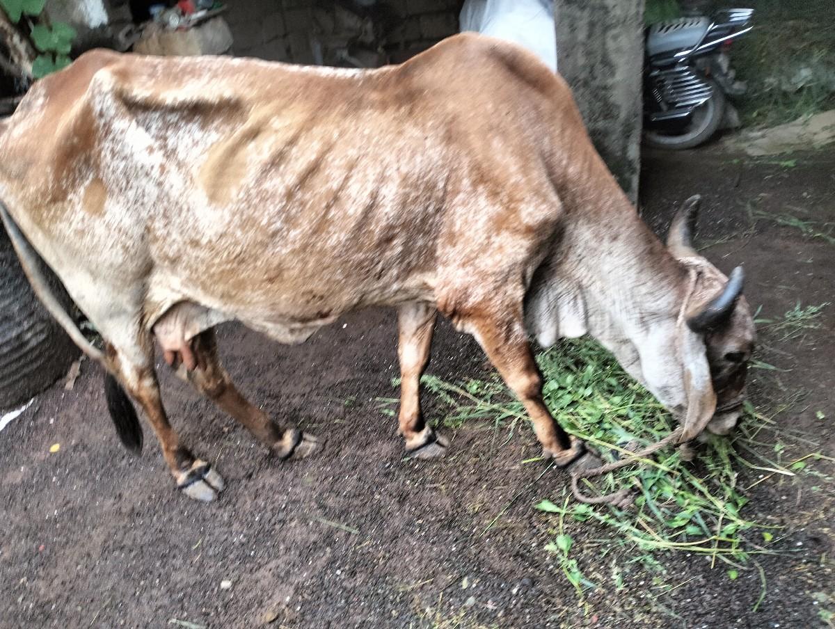 ગાય વેશવાની છે