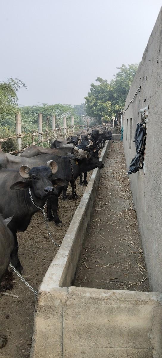 સંઘાણ ભેંસો વેચવાની છે