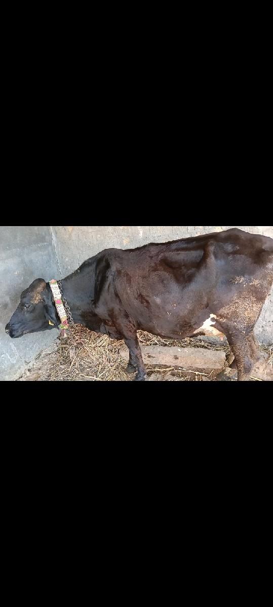 થંબનેલ 2