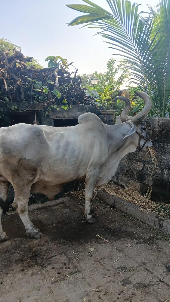 બળદ વેચવા નો છે