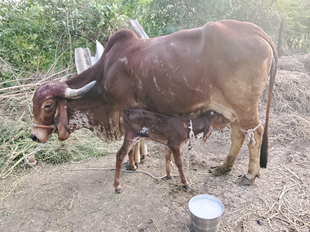 થંબનેલ 3