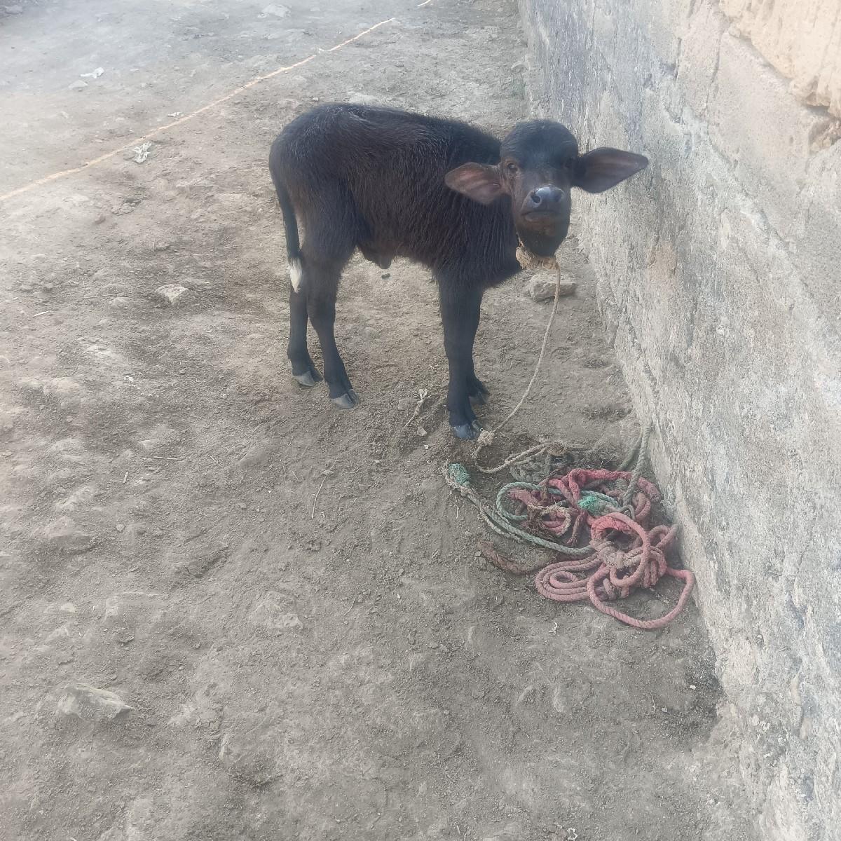 થંબનેલ 2