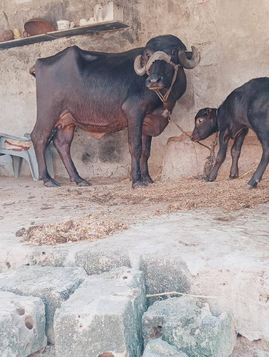 થંબનેલ 3