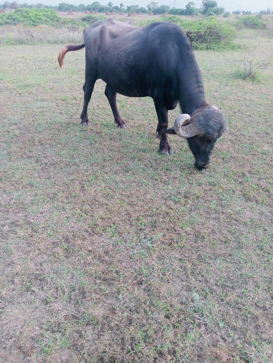 થંબનેલ 2