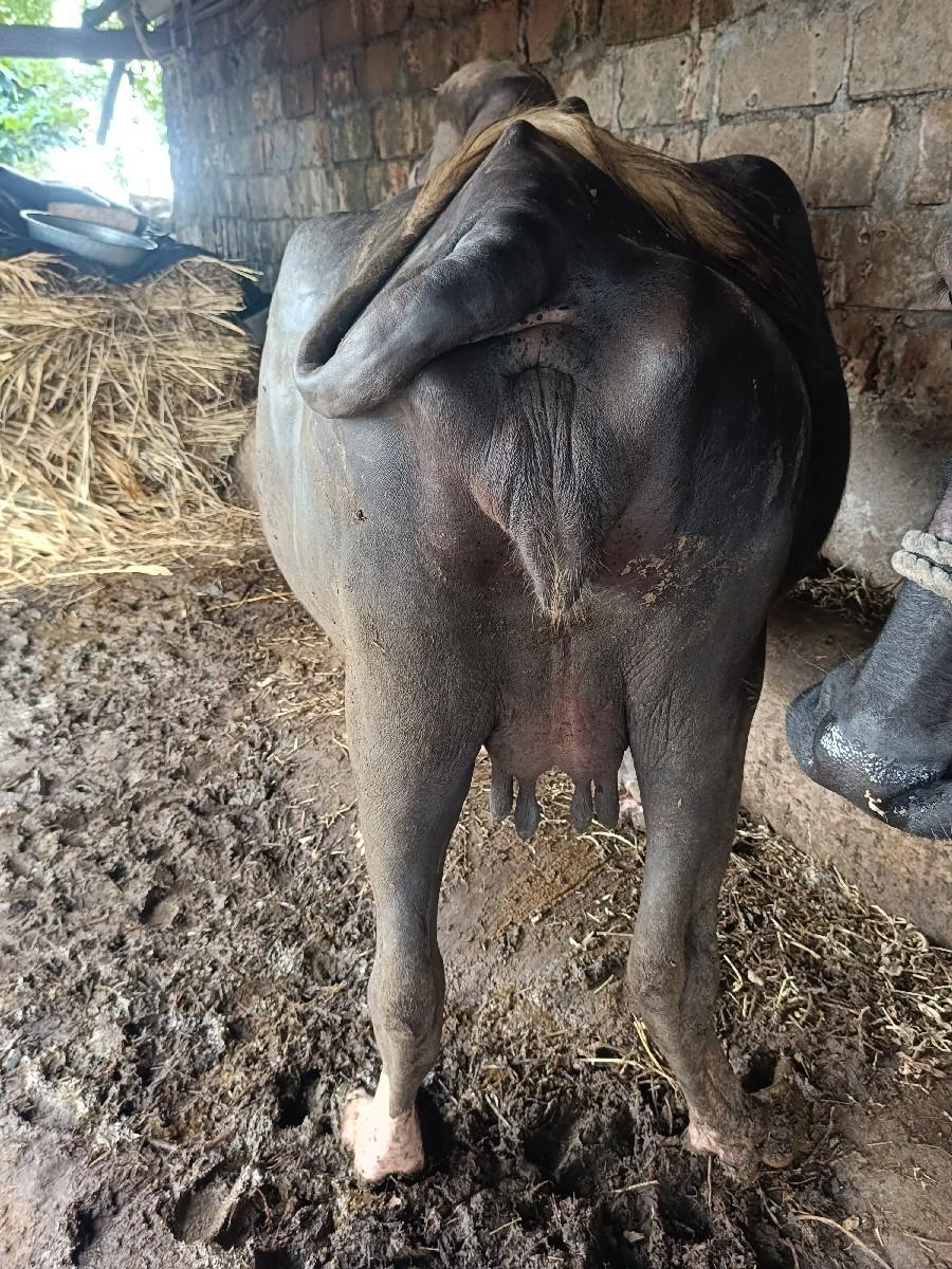 થંબનેલ 2