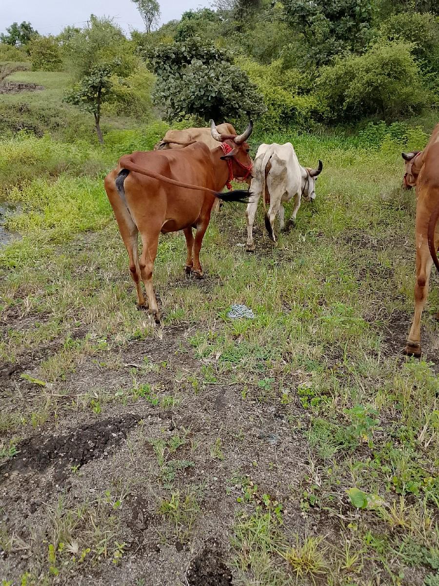 ગાય વેચવાની છે