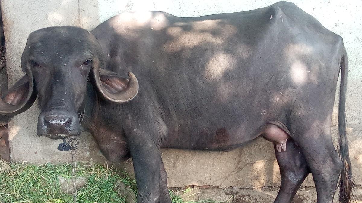 ભેંશ વેચવા ની છે