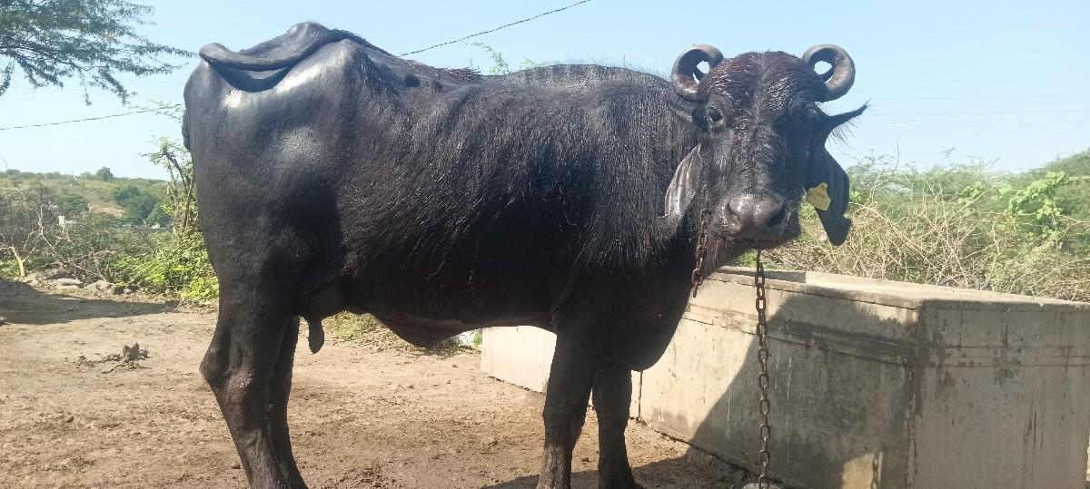 થંબનેલ 3