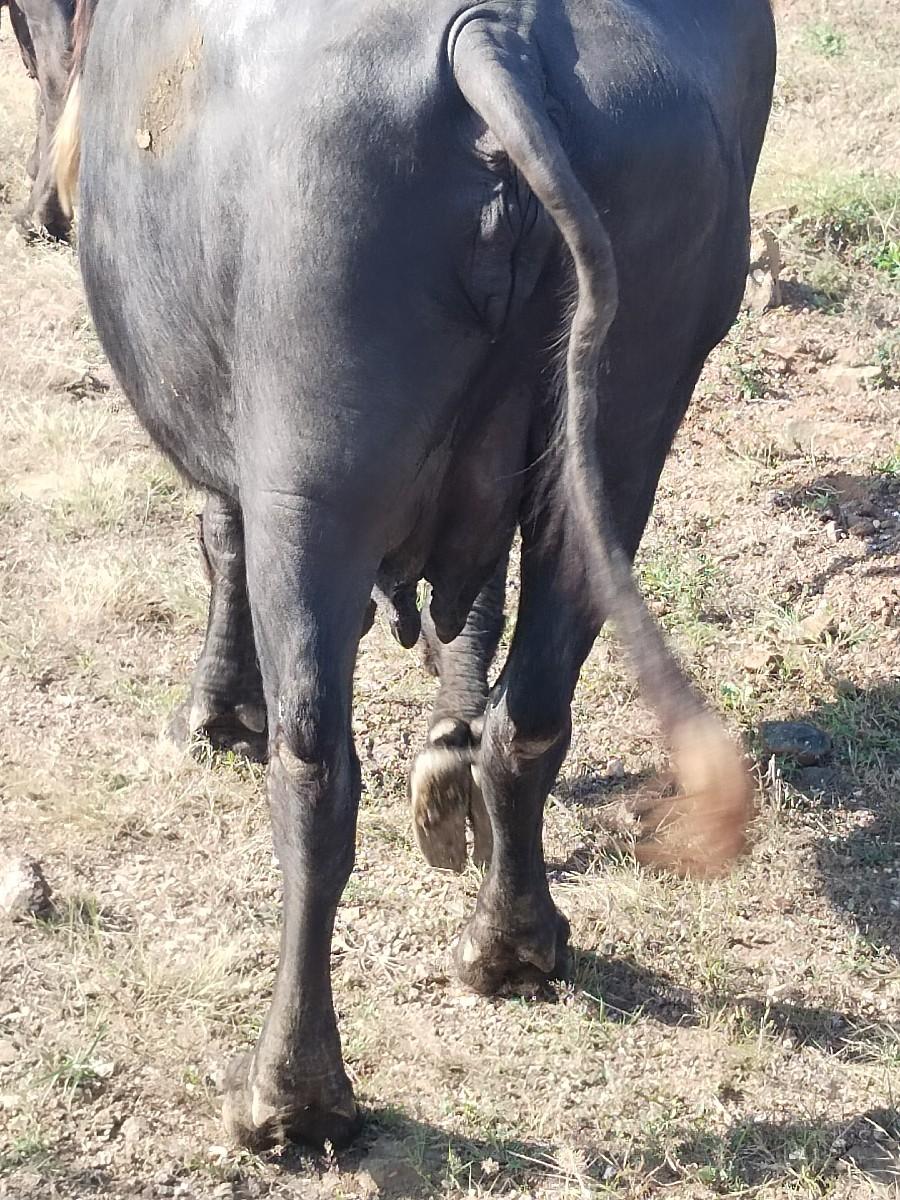 ભેંશ વેચવાની છે