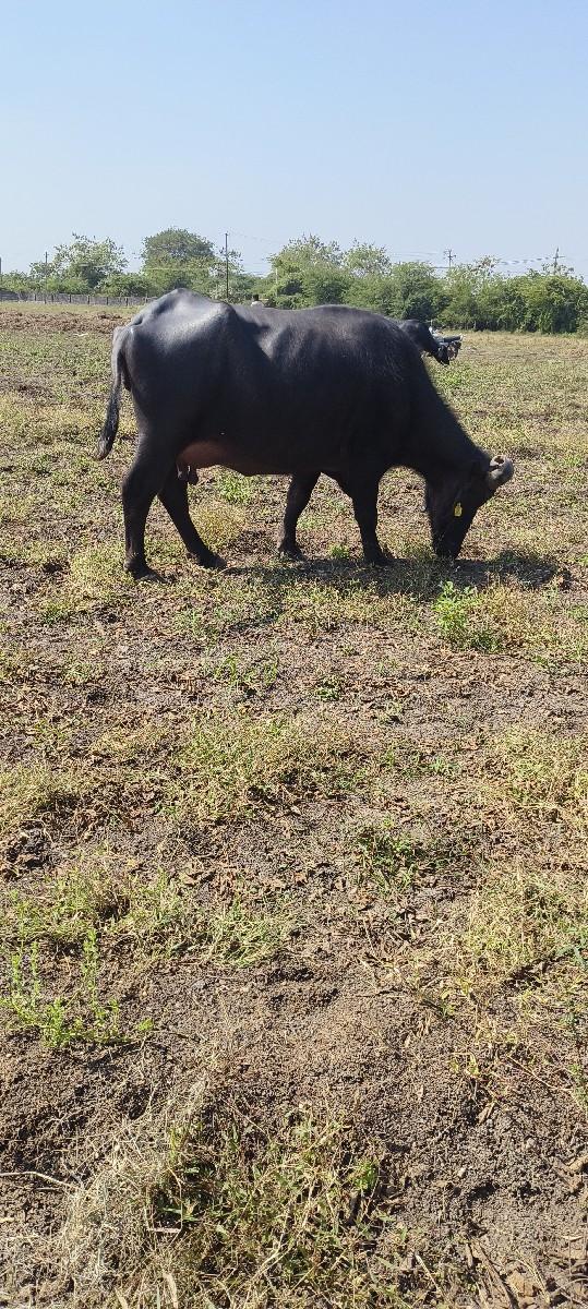 થંબનેલ 3