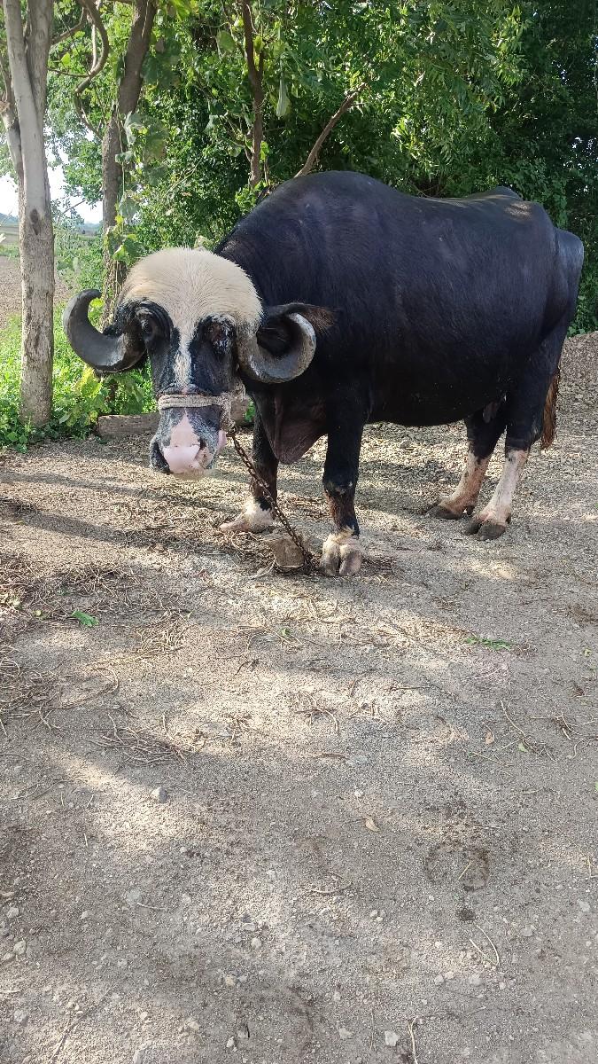 30દિવસ ની કાચી છે