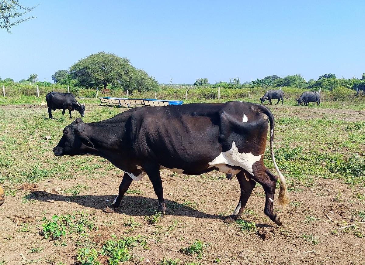 3   ગાય વહેંચવાની શે