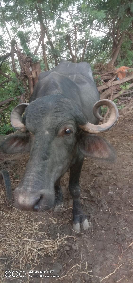 થંબનેલ 3