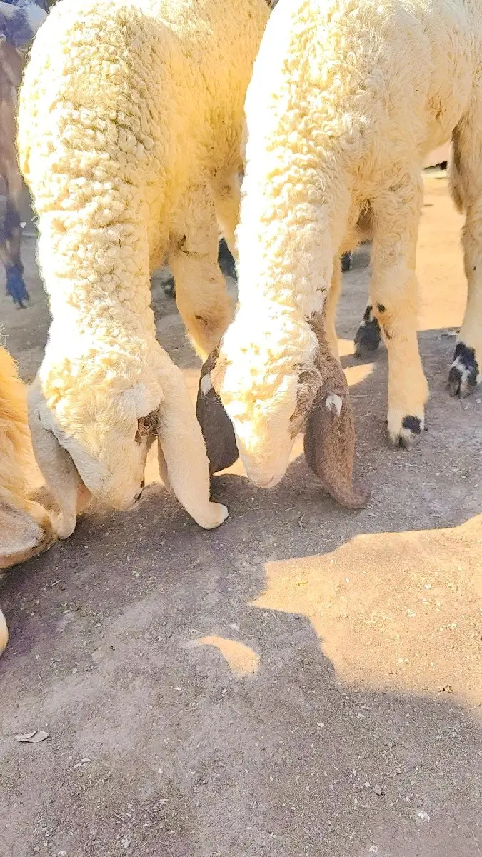 ઘેટા વેચવાના છે 2