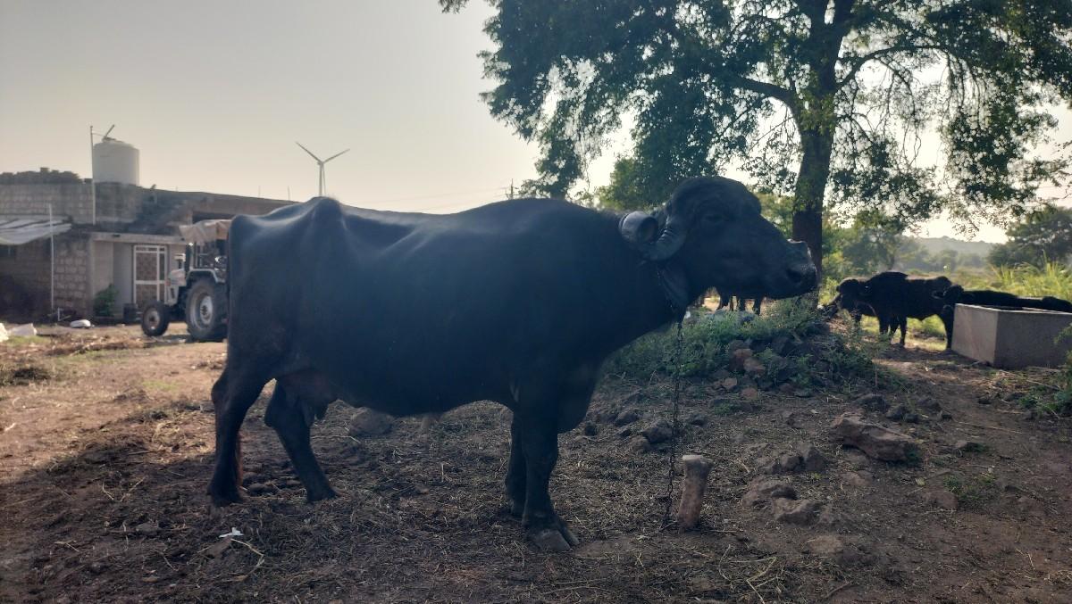 ભેંસ વેશવાની સે