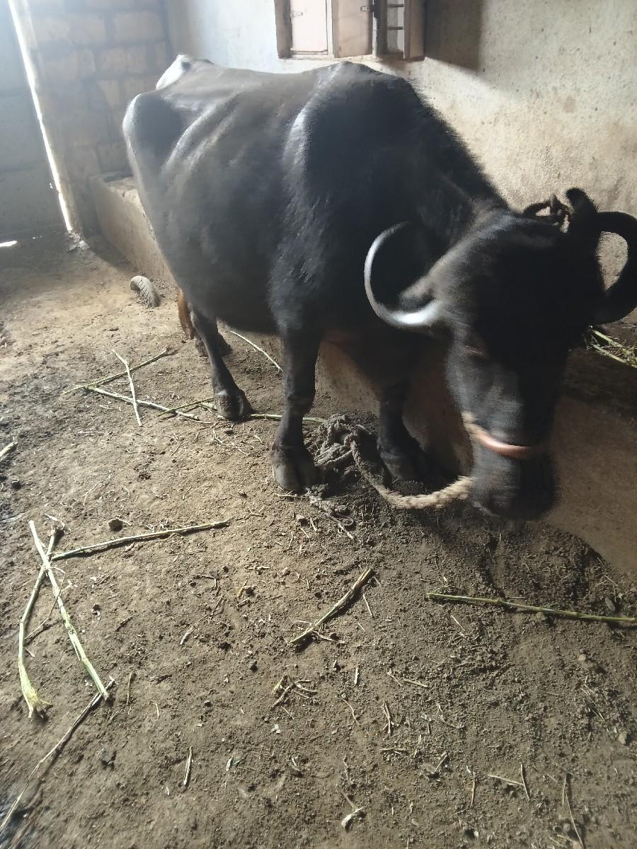 થંબનેલ 2