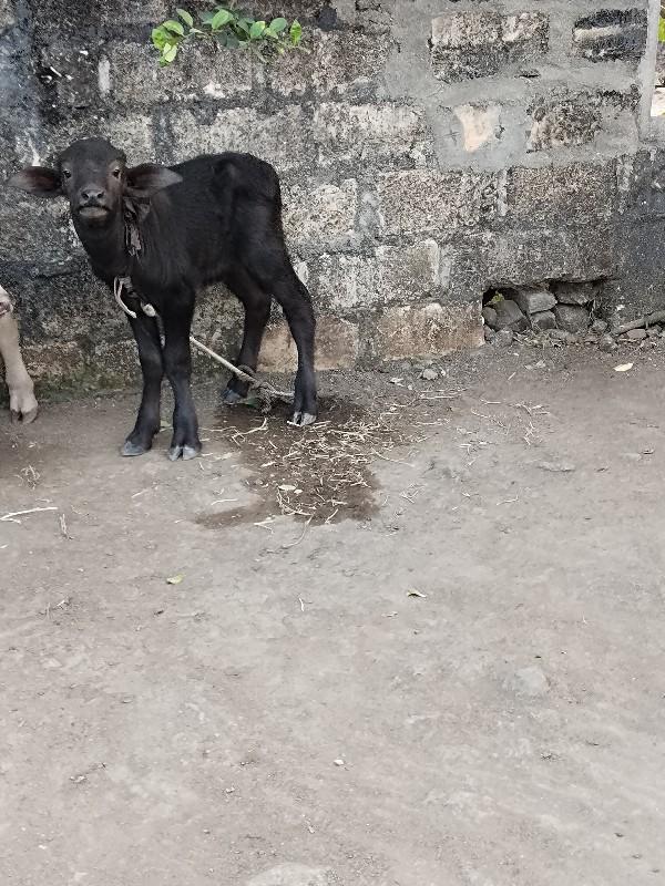 થંબનેલ 3