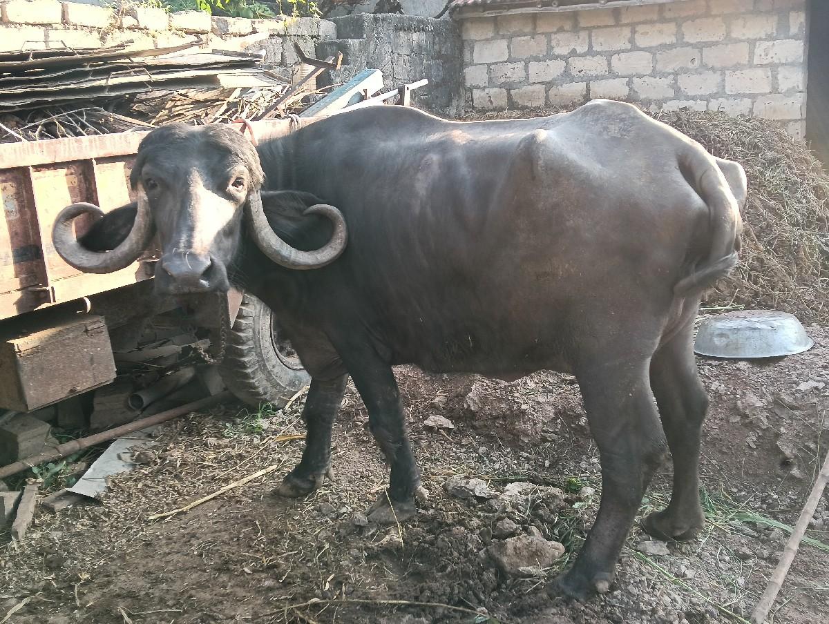 ભેંસ વેચવાની છે