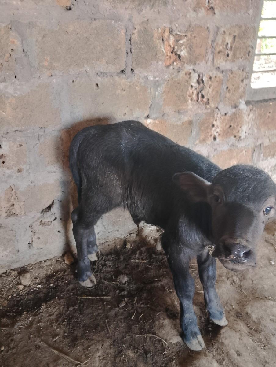 આ ભેંસ વેચવાની છે