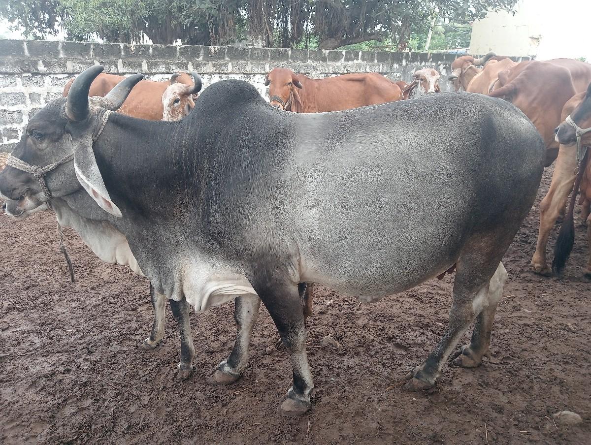 થંબનેલ 2