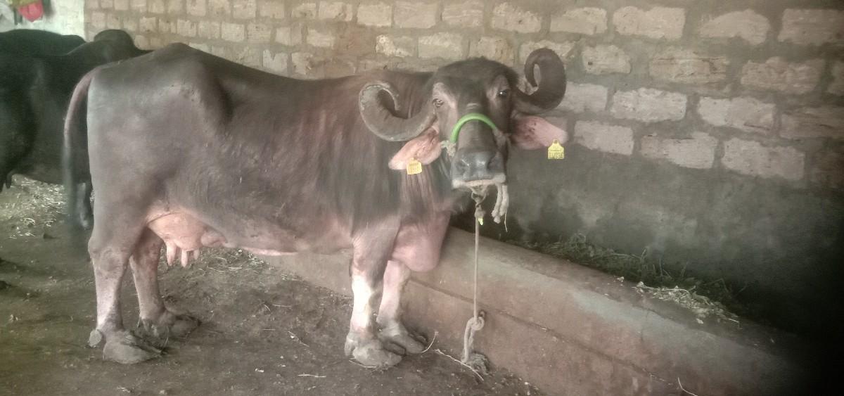 થંબનેલ 2