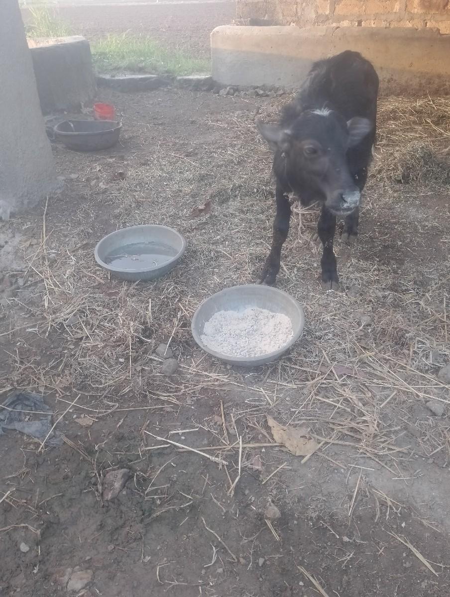 થંબનેલ 2