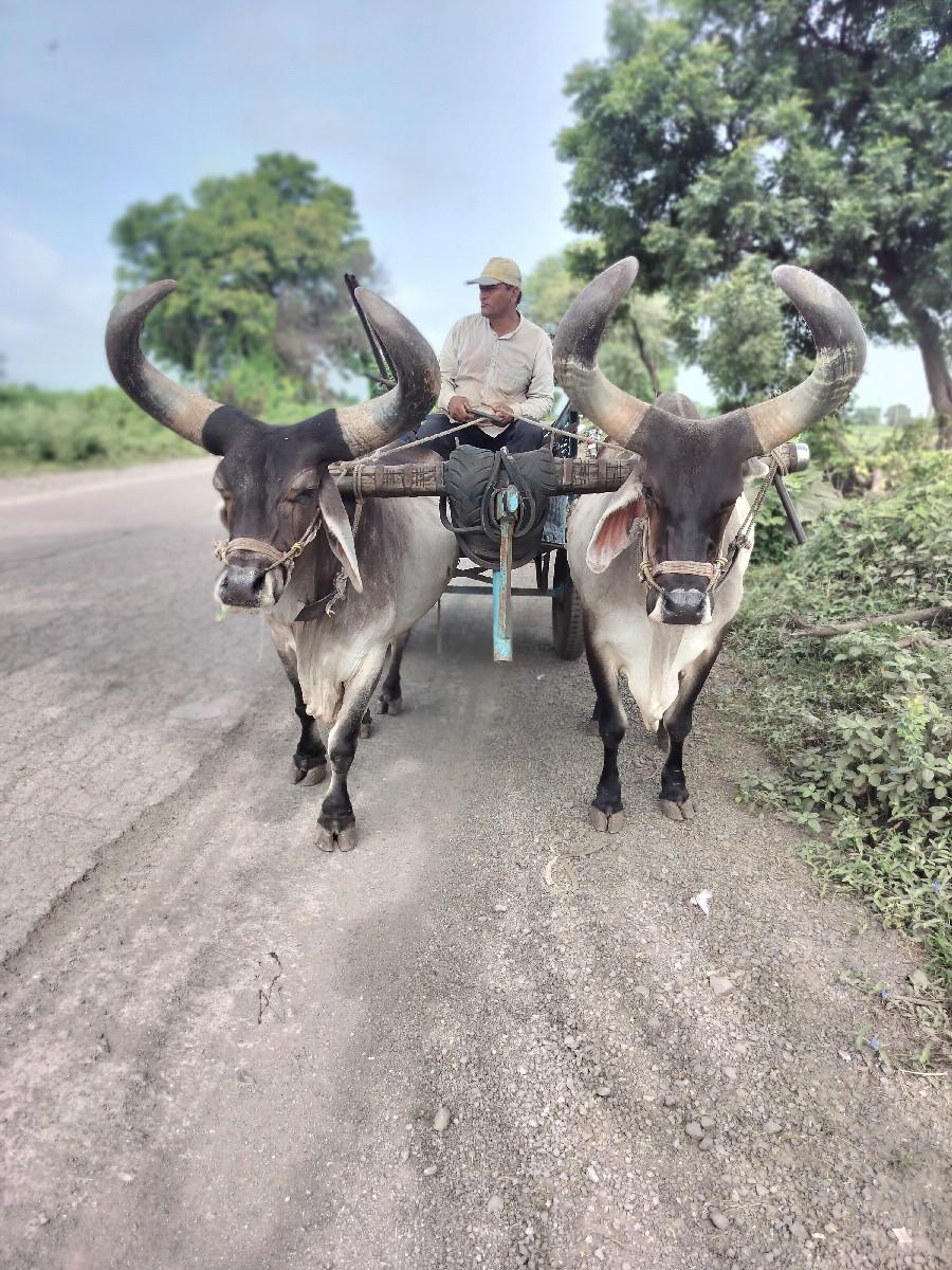 થંબનેલ 3