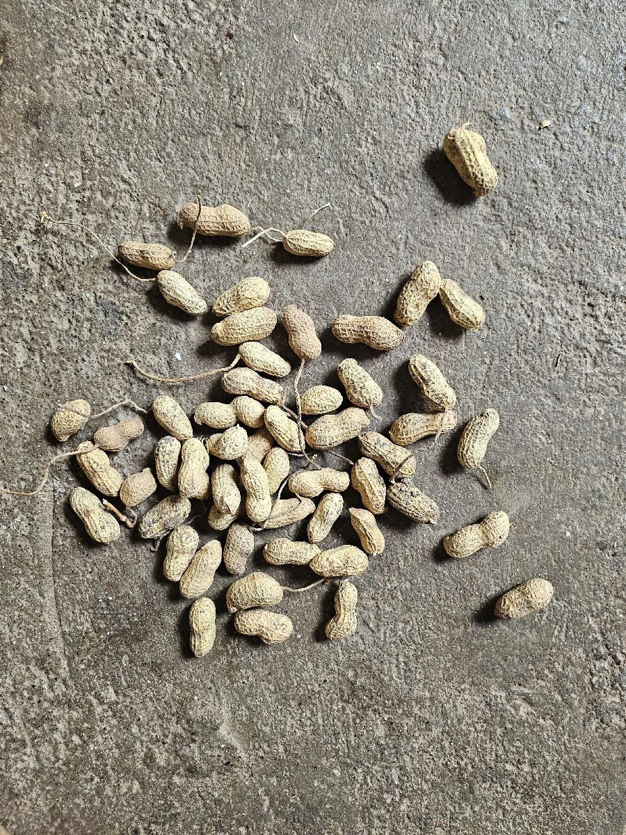 Madvi G20 Biyaran ma devani chew