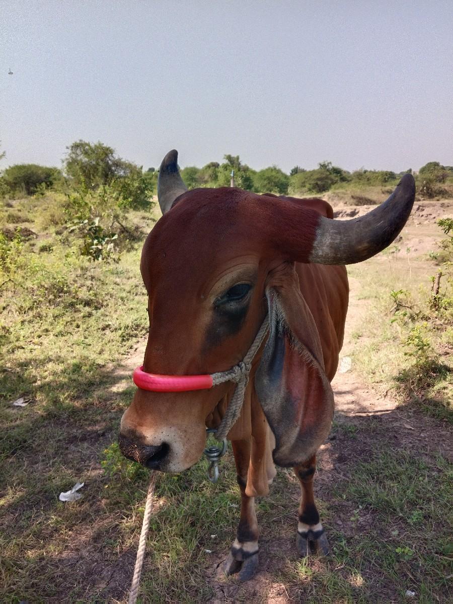 થંબનેલ 2