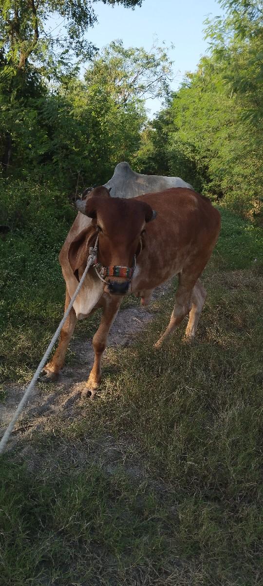 થંબનેલ 2