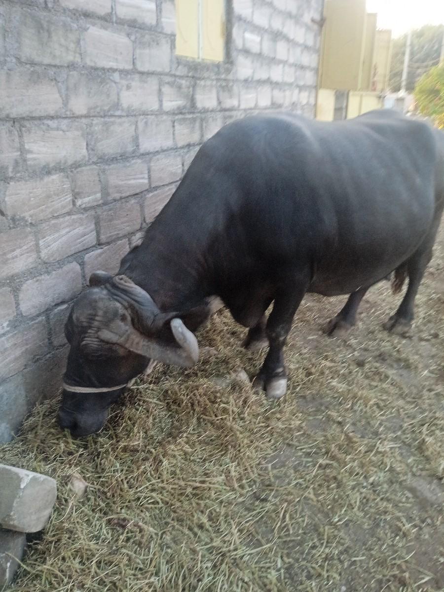 ભેંસ વેચવાની છે