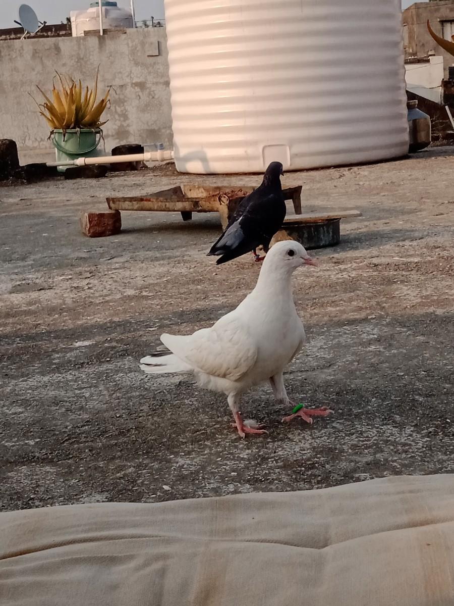 થંબનેલ 3