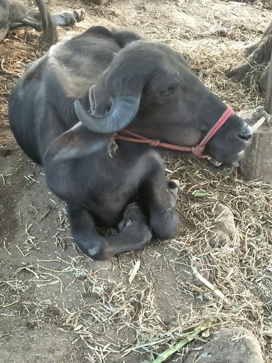 થંબનેલ 3