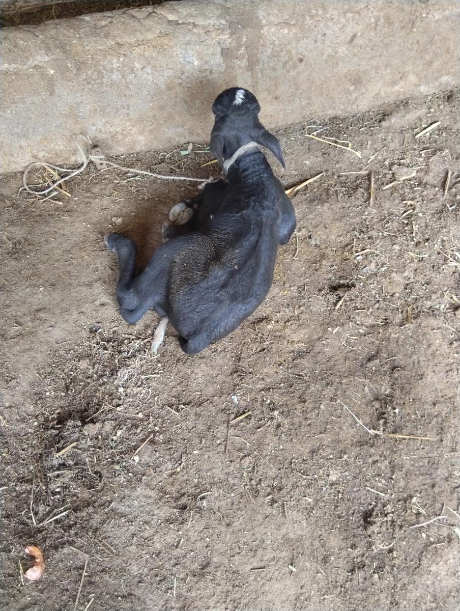 થંબનેલ 2