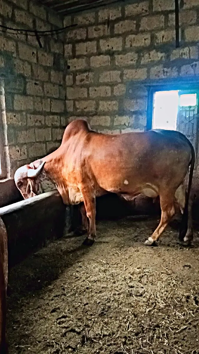 ગાયો વેચવાની છે ત્રણ