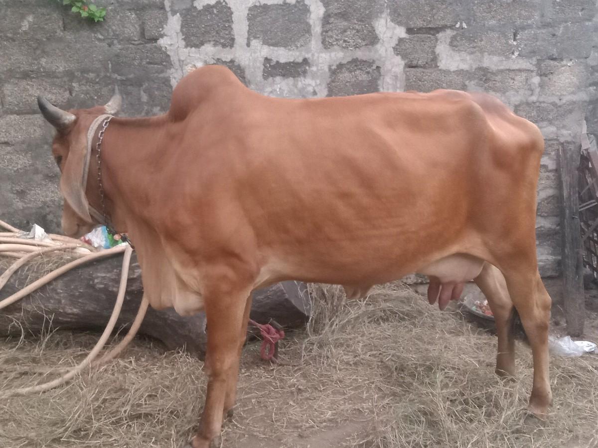 થંબનેલ 2