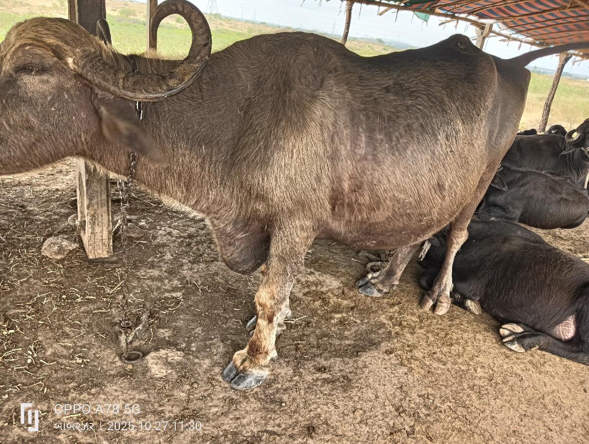 થંબનેલ 2