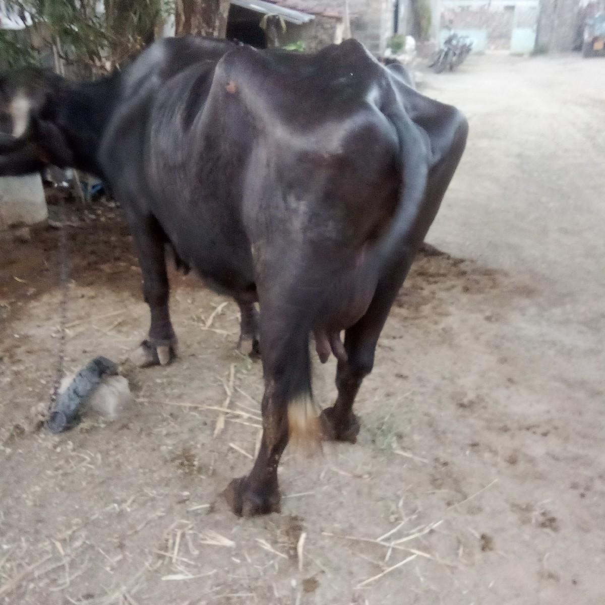 થંબનેલ 2