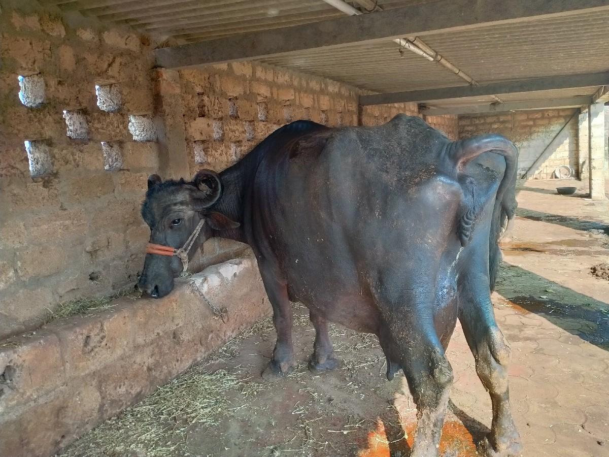 ભેંસ વેચવાની છે