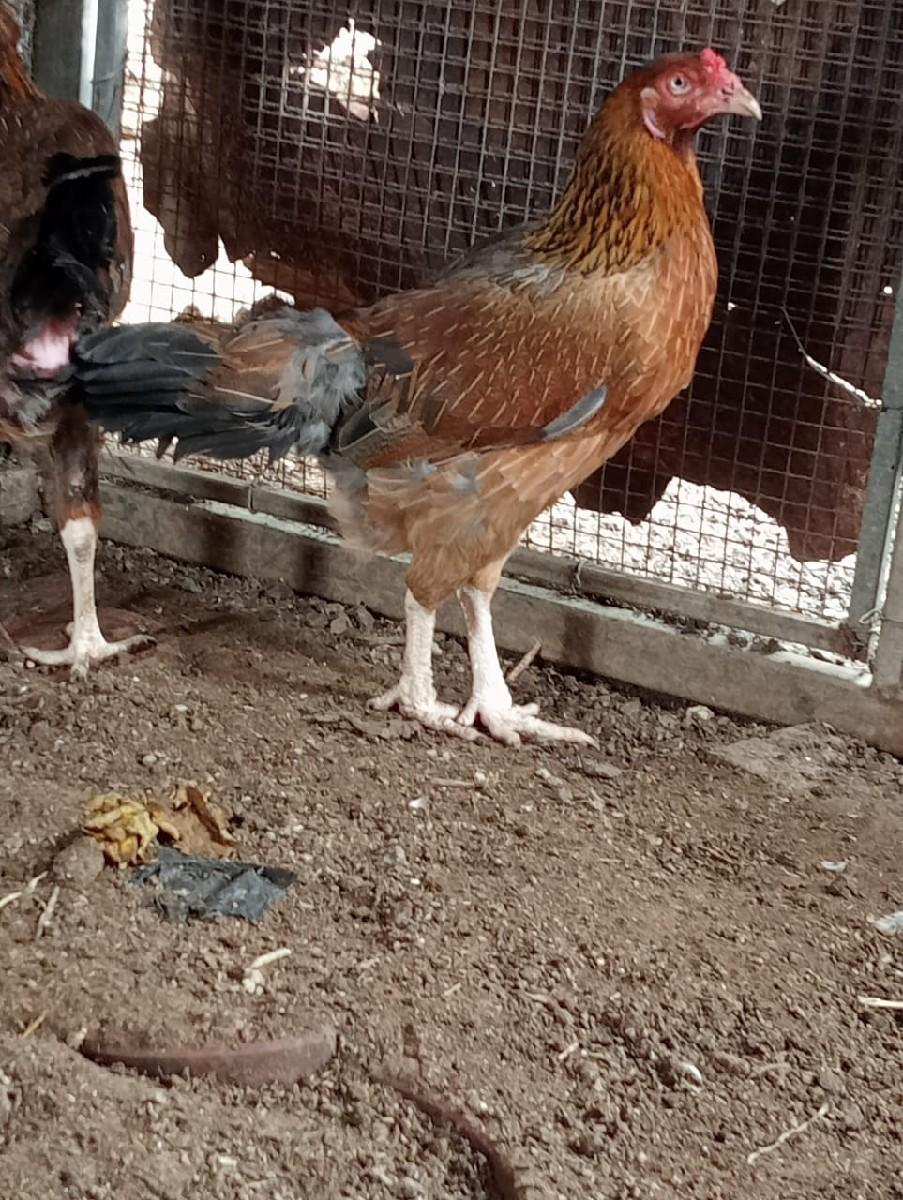 થંબનેલ 2