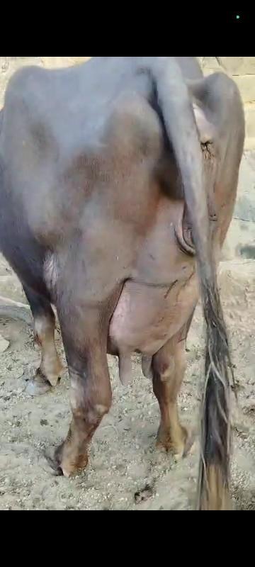 બીજા વેતર માં વેલા તે પેલા