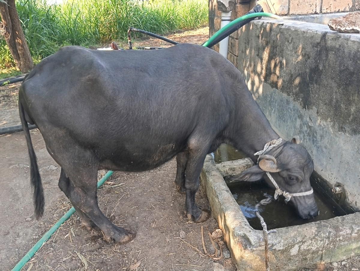 થંબનેલ 2