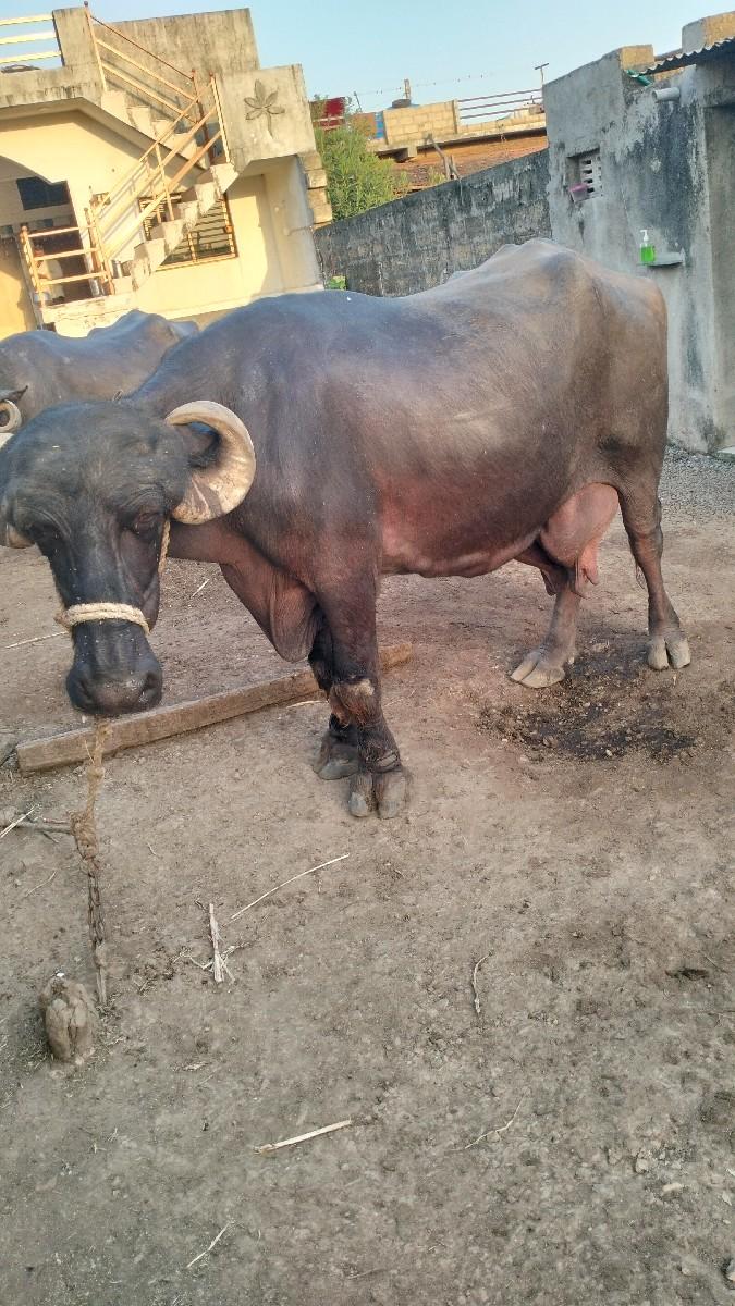 ભેંશ વેશવાનીચે છે